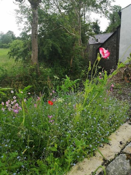 Riverside Cottage At Logwood Mill Ballyclare Eksteriør billede